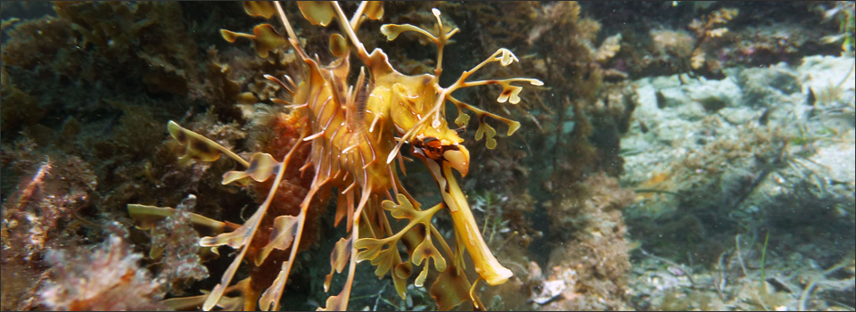 Rapid Bay Jetty Dive Site