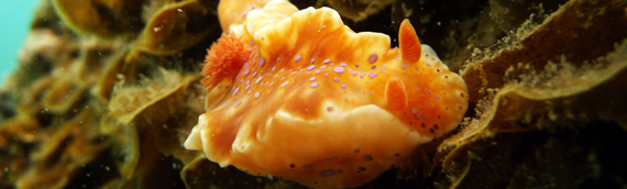 Noarlunga Nudibranch Orange South Australia