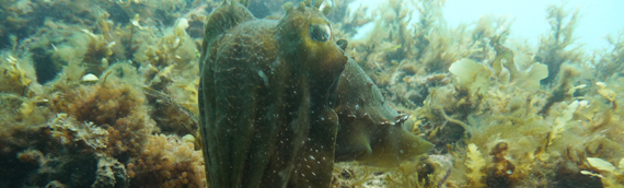 Cuttlefish Diving at Rapid Bay Jetty South Australia Adelaide