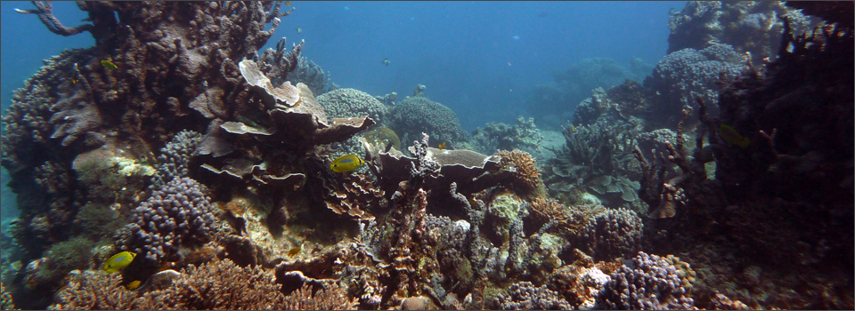 Top 10 Dive Sites in Australia