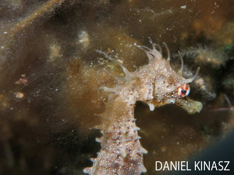 Kangaroo Island Scuba Diving Sea Horse Daniel Kinasz