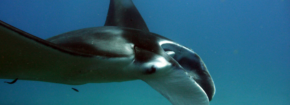 The Manta Rays of North Stradbroke Island