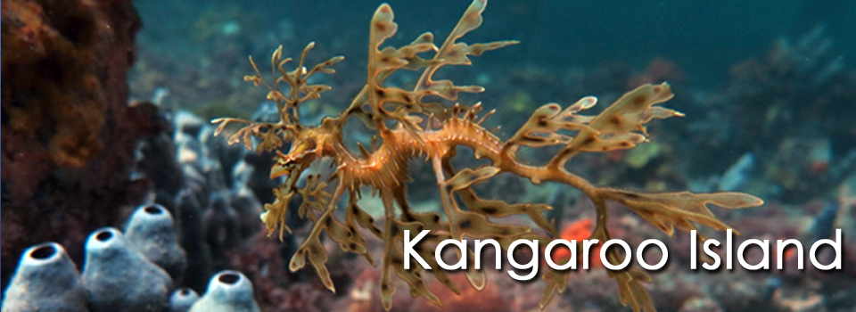 Kangaroo Island Scuba Diving Leafy Sea Dragon Dives by Daniel Kinasz