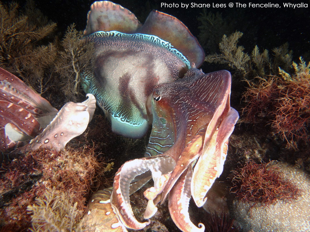 Whyalla Cuttlefish Mating At The Fenceline Dive Site Diving Adelaide
