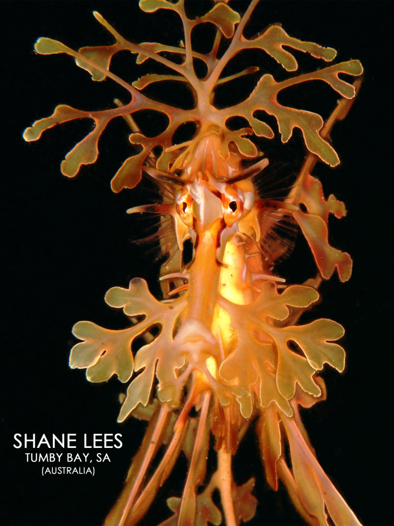 Leafy Sea Dragon at Tumby Bay - Shot by Shane Lees