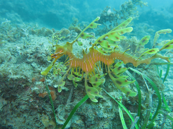 A Day In The Life of a PADI Divemaster - Leafy Sea Dragon Diving near Adelaide