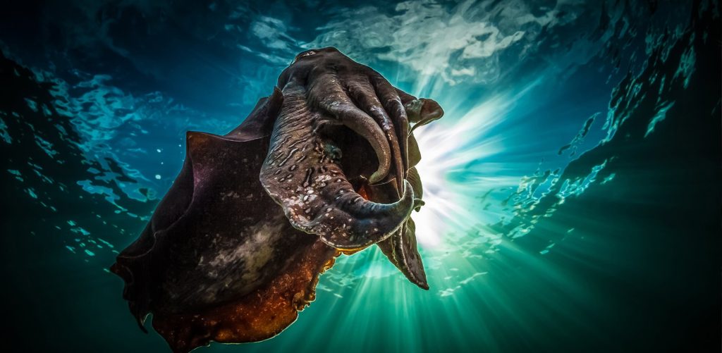 Whyalla Cuutlefish Migration Mating Season
