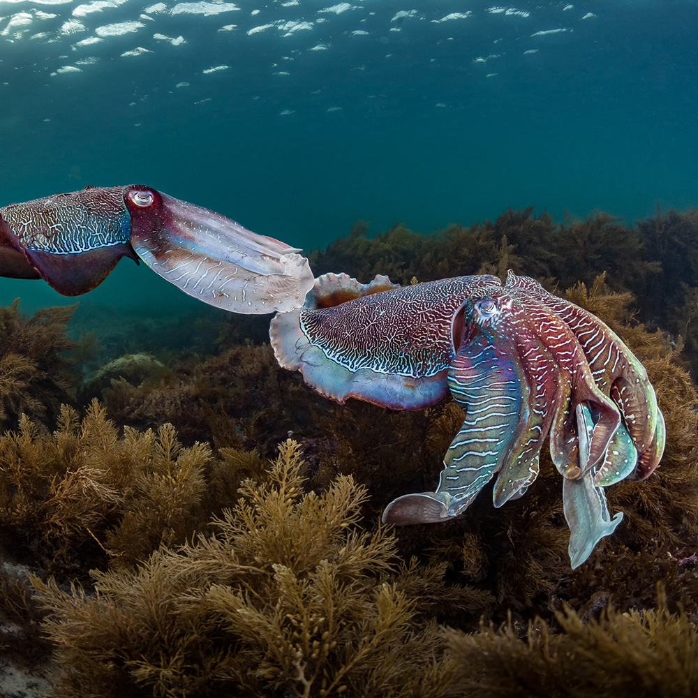Giant Cuttlefish Migration Whyalla