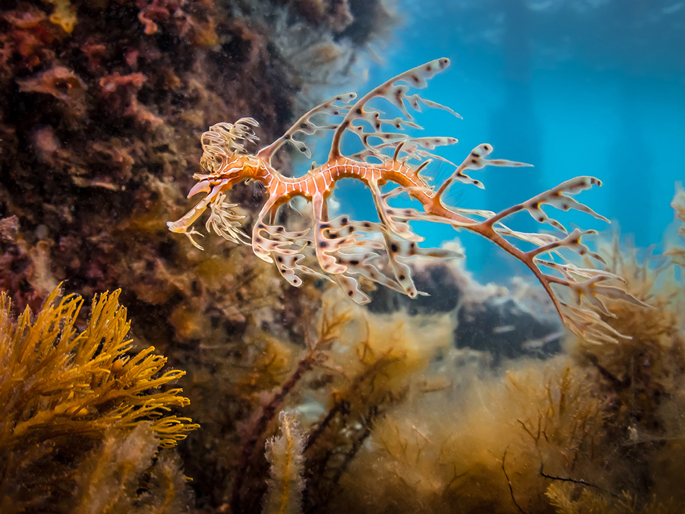 Guided Leafy Sea Dragon Dives Slideshow 10