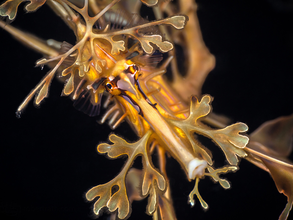 Guided Leafy Sea Dragon Dives Slideshow 2