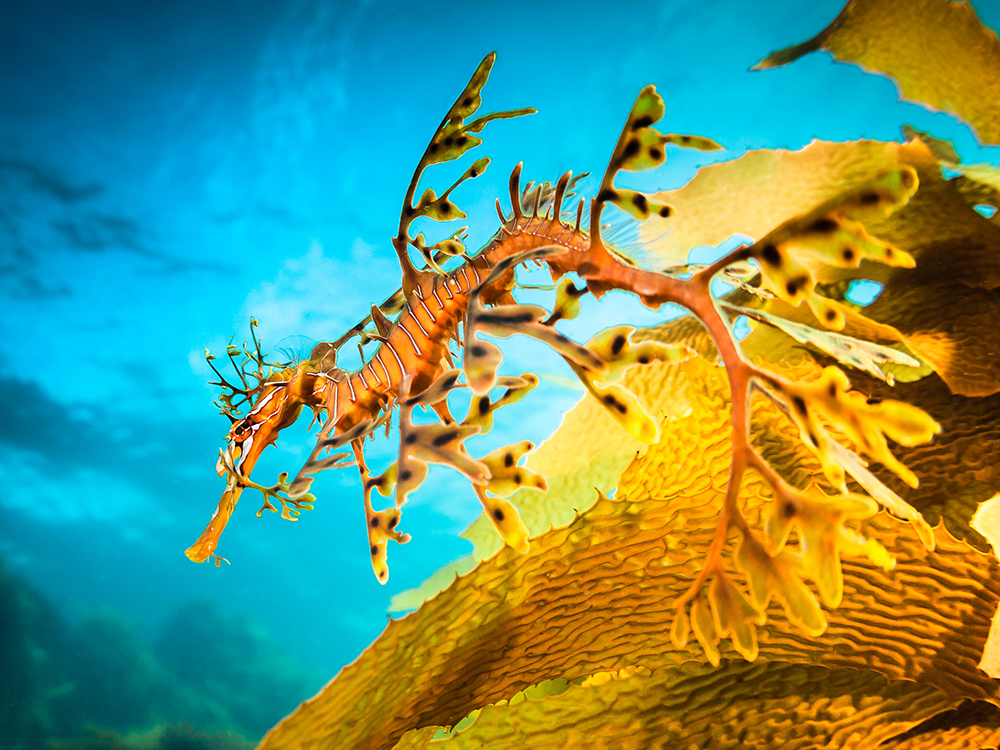 Guided Leafy Sea Dragon Dives Slideshow 3