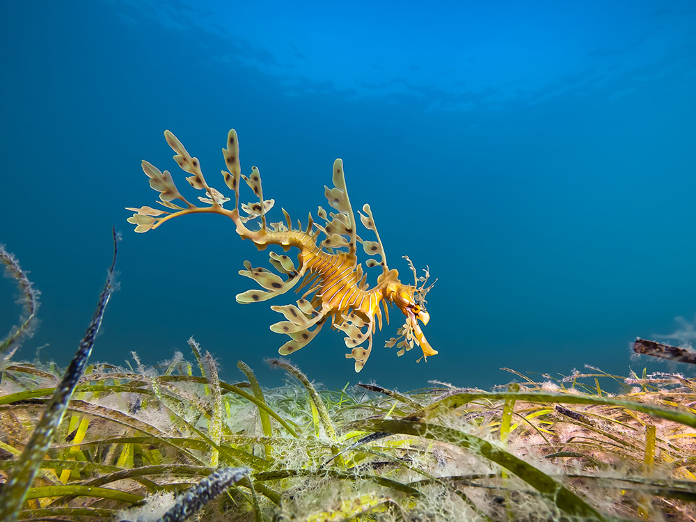 Guided Leafy Sea Dragon Dives Slideshow 5