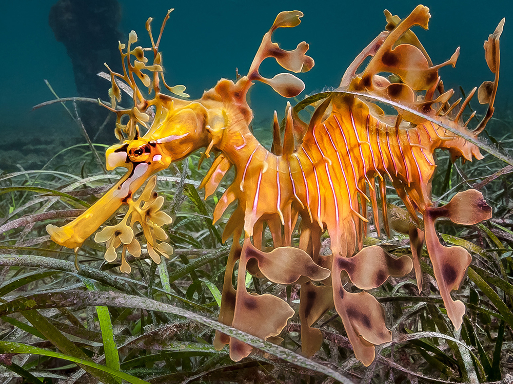Guided Leafy Sea Dragon Dives Slideshow 6