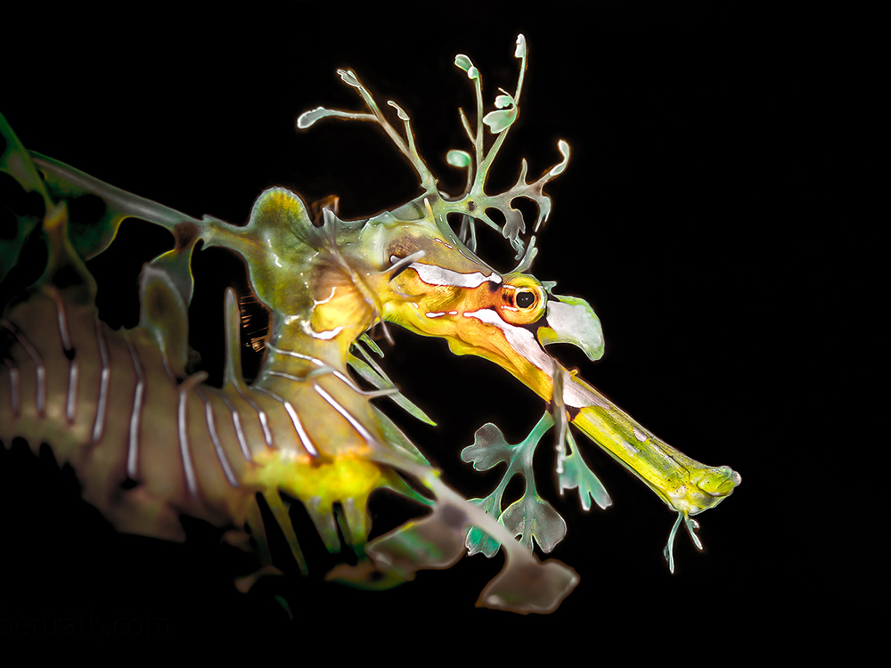 Guided Leafy Sea Dragon Dives Slideshow 7