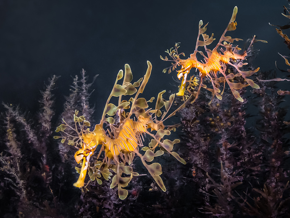 Guided Leafy Sea Dragon Dives Slideshow 8