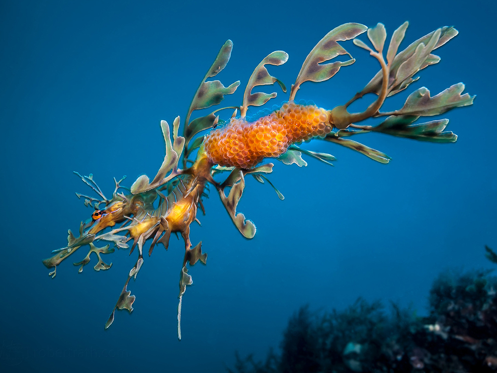 Guided Leafy Sea Dragon Dives Slideshow 9