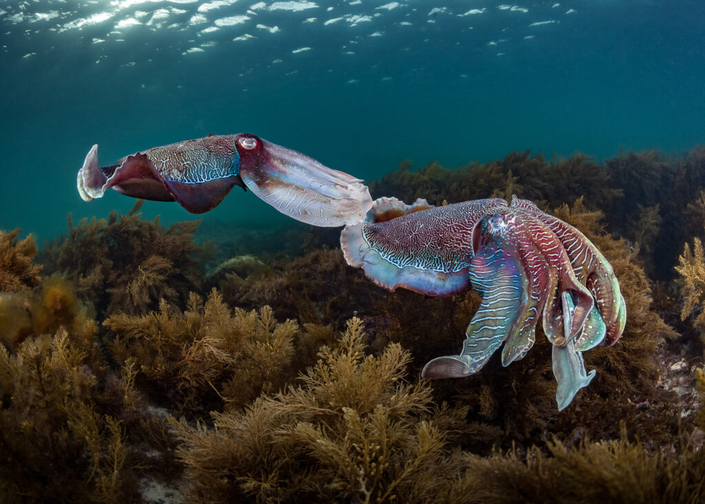 Top 10 Dive Sites of South Australia Whyalla Cuttlefish