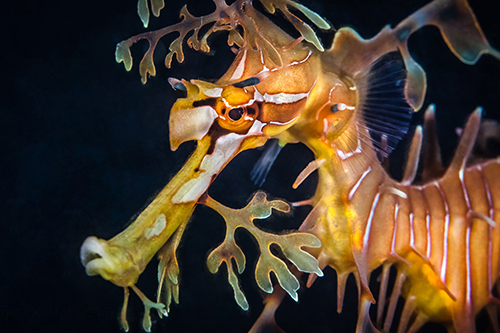 Top 10 Marine Life 1 Leafy Sea Dragon