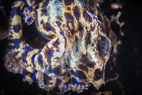 Top 10 Marine Life Blue Ringed Octopus