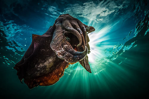Top 10 Marine Life 4 Giant Australian Cuttlefish