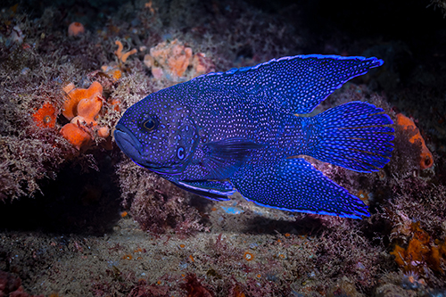 Top 10 Marine Life Blue Devil Fish