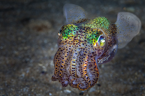 Top 10 Marine Life Bobtail Squid
