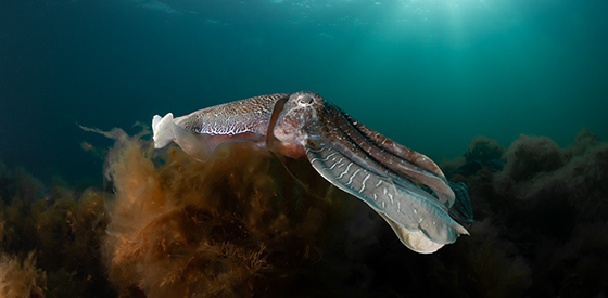 Underwater Photography Clinic Cuttlefish Shot