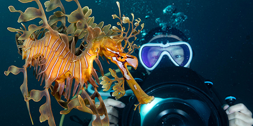PADI Digital Underwater Photography Specialty Course