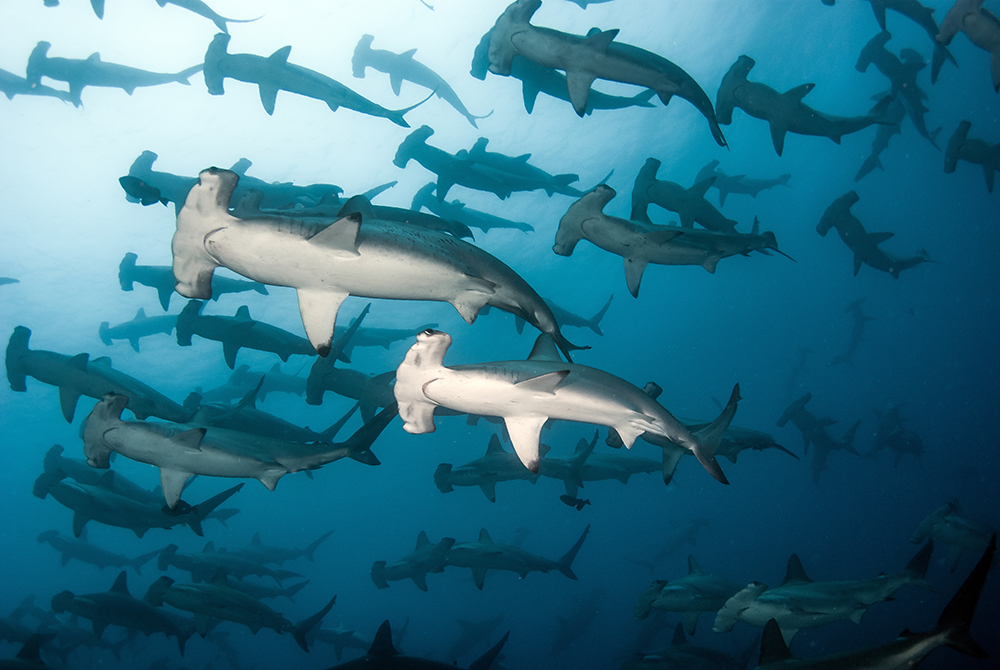 Tubbata Reef Hammerhead Sharks