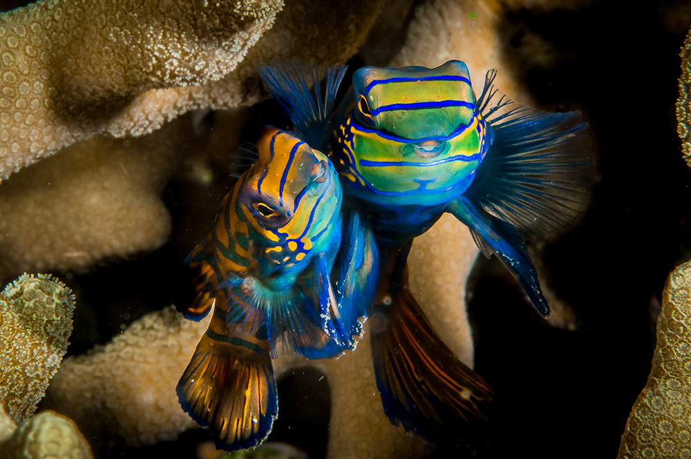 Tubbata Reef Mandarin Fish