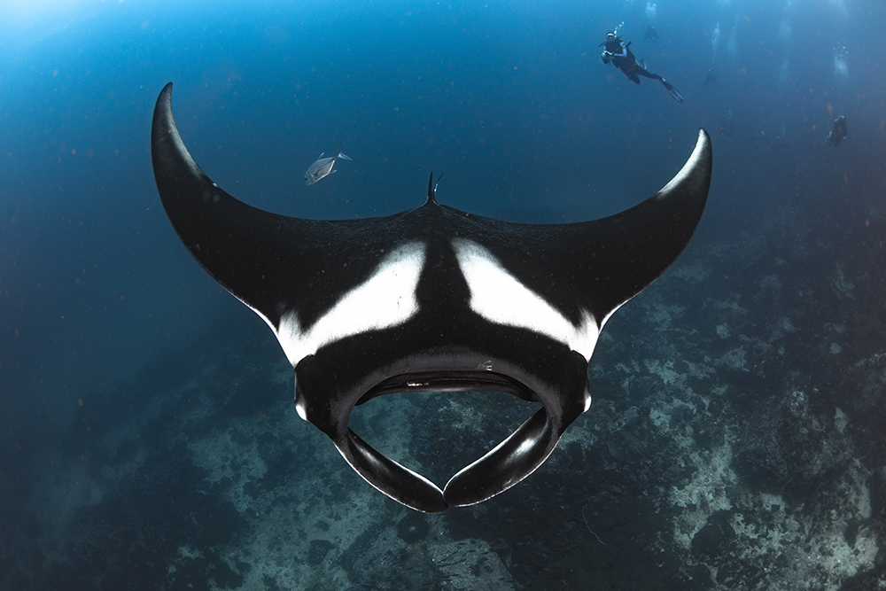 Tubbata Reef Manta Ray and Diver