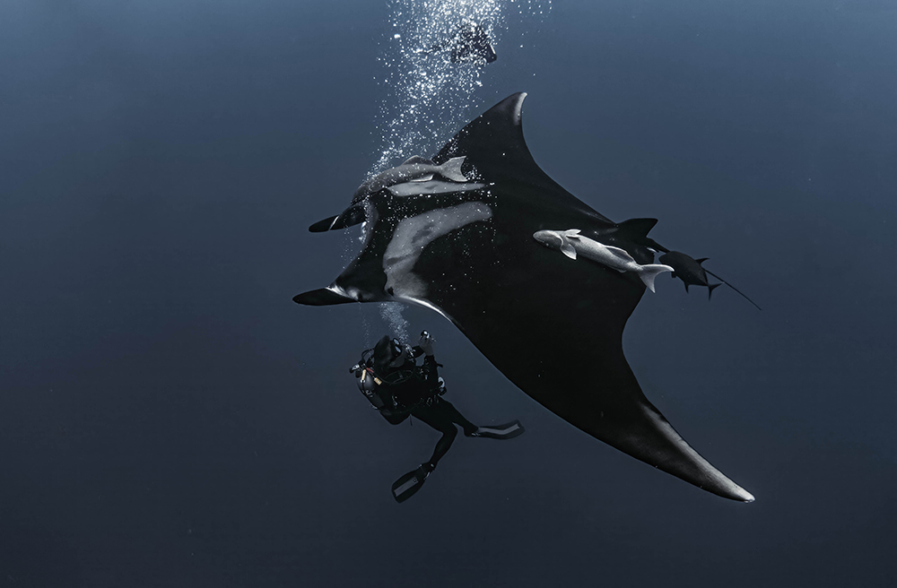 Tubbata Reef Manta Ray