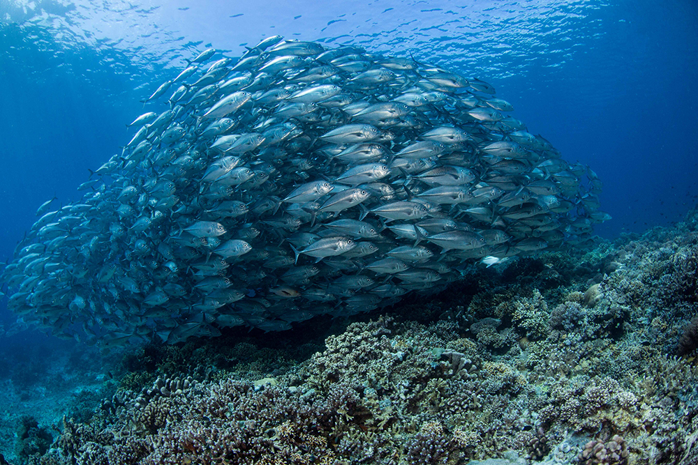 Tubbata Reef School of Jacks