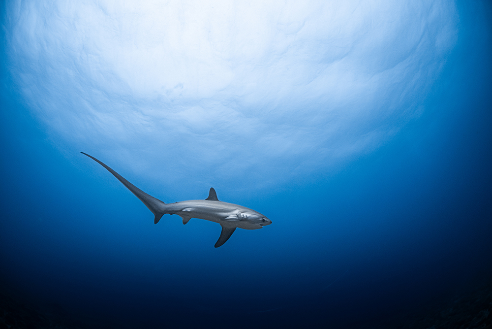 Tubbata Reef Thresher Shark