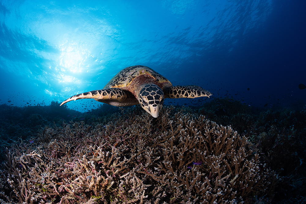 Tubbata Reef Turtle