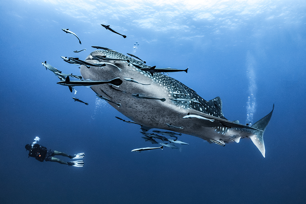 Tubbataha-Reef-Slideshow-Whaleshark-and-Diver