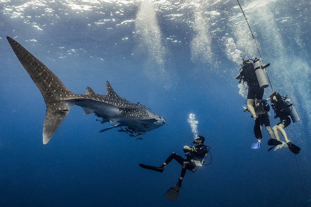 Tubbata Reef Whaleshark and Divers