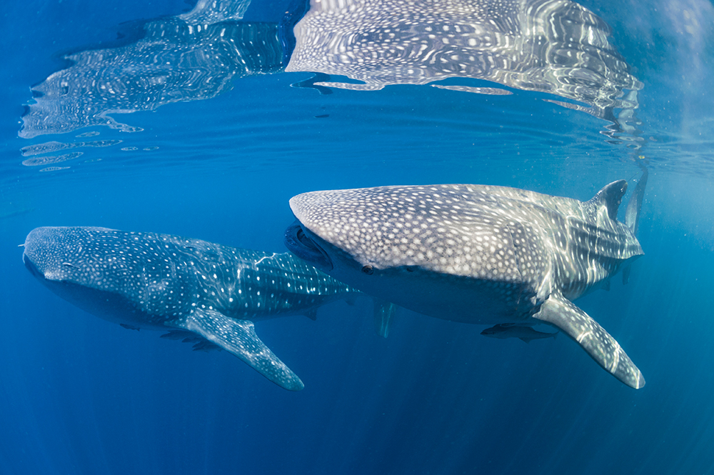 Tubbataha-Reef-Slideshow-Whalesharks