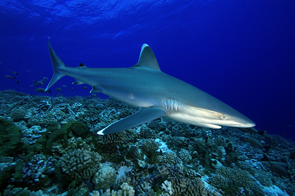 Fuvahmulah Slide Show 11 Silvertip Shark