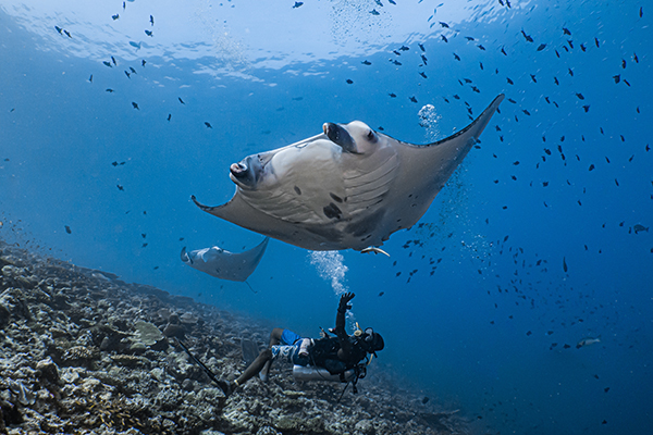 Fuvahmulah Maldives Trip Slideshow 3 - Manta Rays
