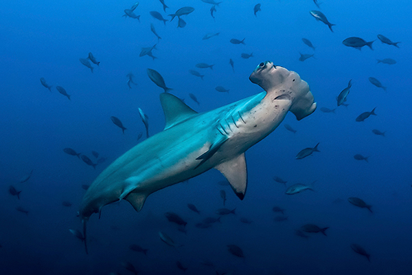 Fuvahmulah Slide Show 7 Hammerhead Shark