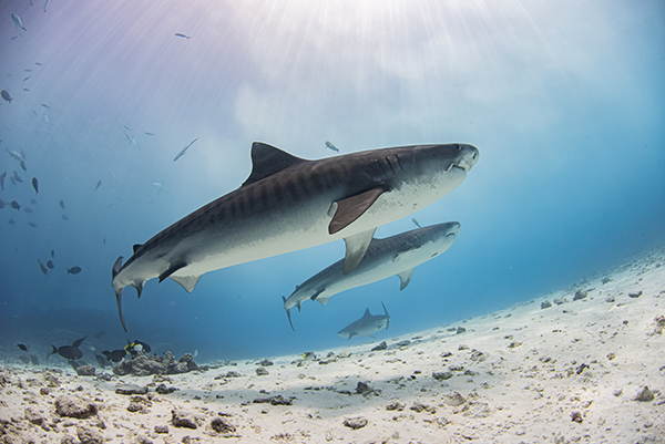 Fuvahmulah Slide Show 9 Tiger Sharks