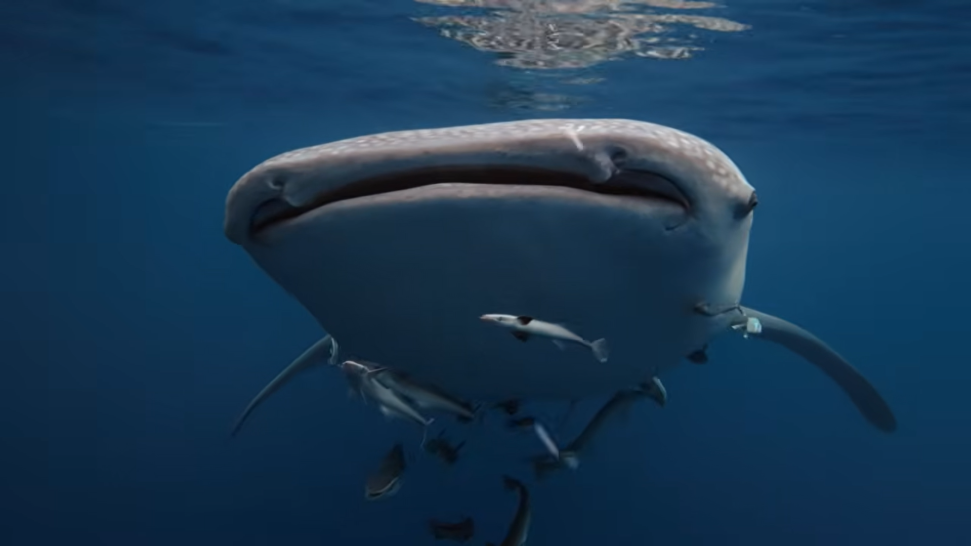 Maratua Dive Video 3