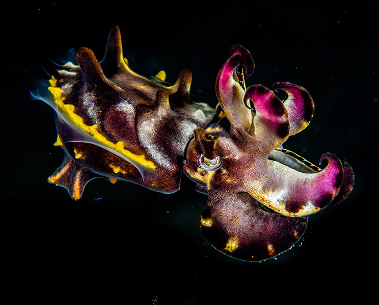 Maratua Macro Diving