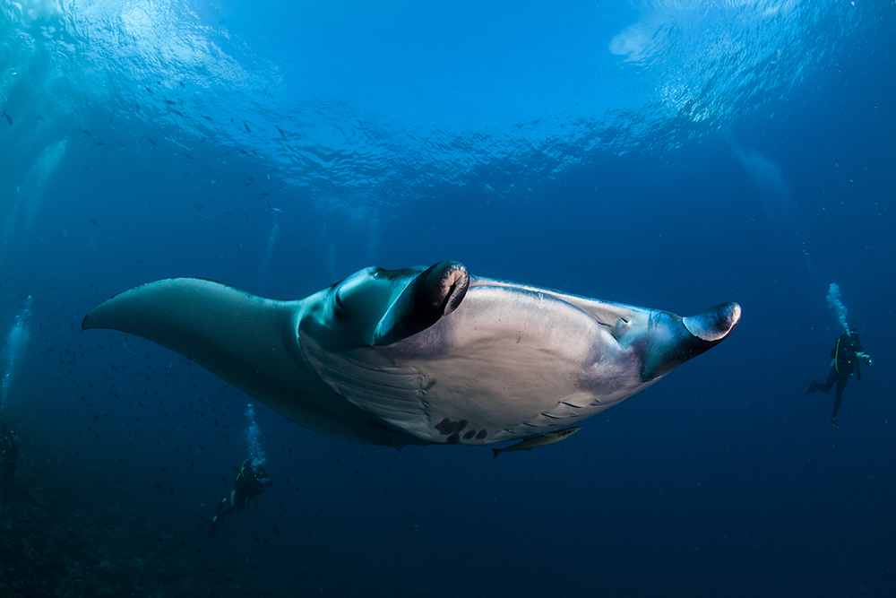 Bali Extension Manta Ray Photo
